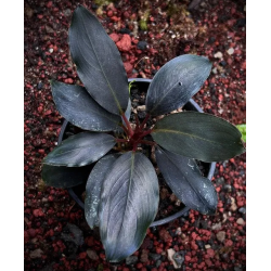Bucephalandra dark africa