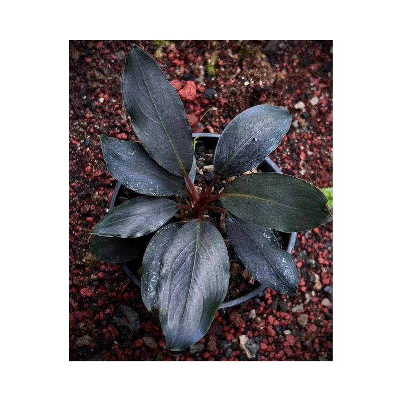 Bucephalandra dark africa Bucephalandra dark africa