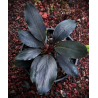 Bucephalandra dark africa