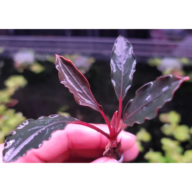 Bucephalandra dark africa