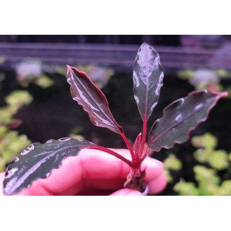 Bucephalandra dark africa
