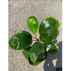 Bucephalandra mukok