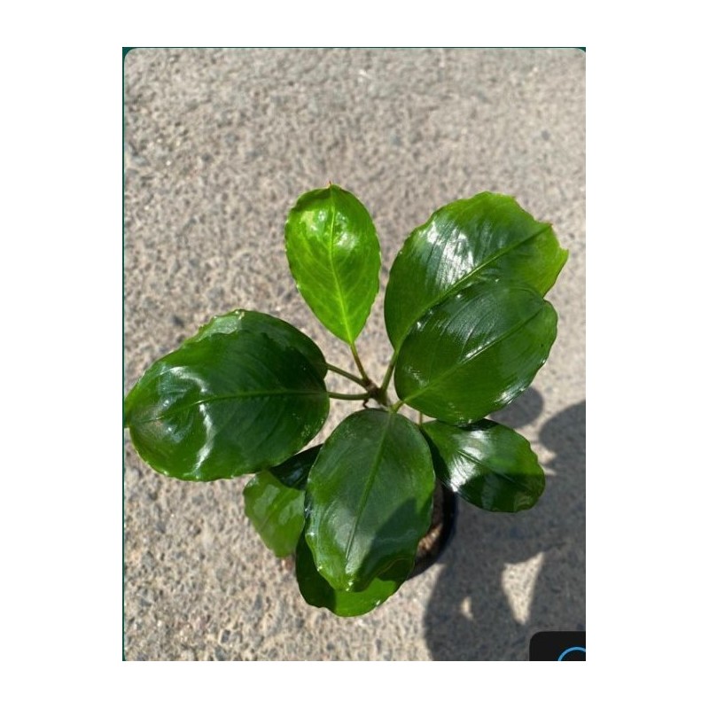 Bucephalandra mukok Bucephalandra mukok