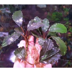 Bucephalandra mukok