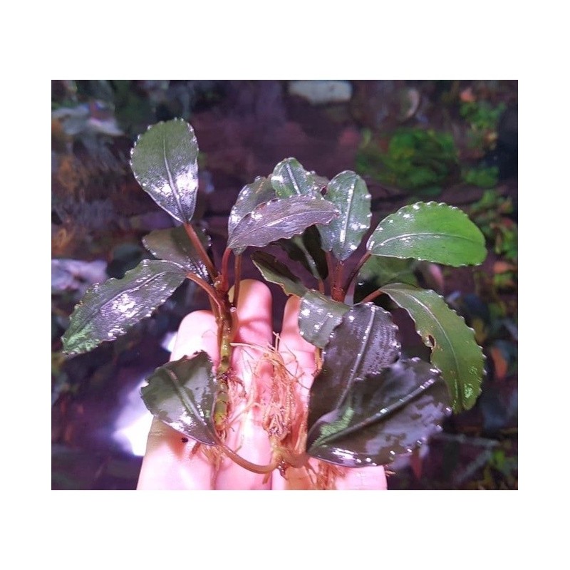 Bucephalandra mukok