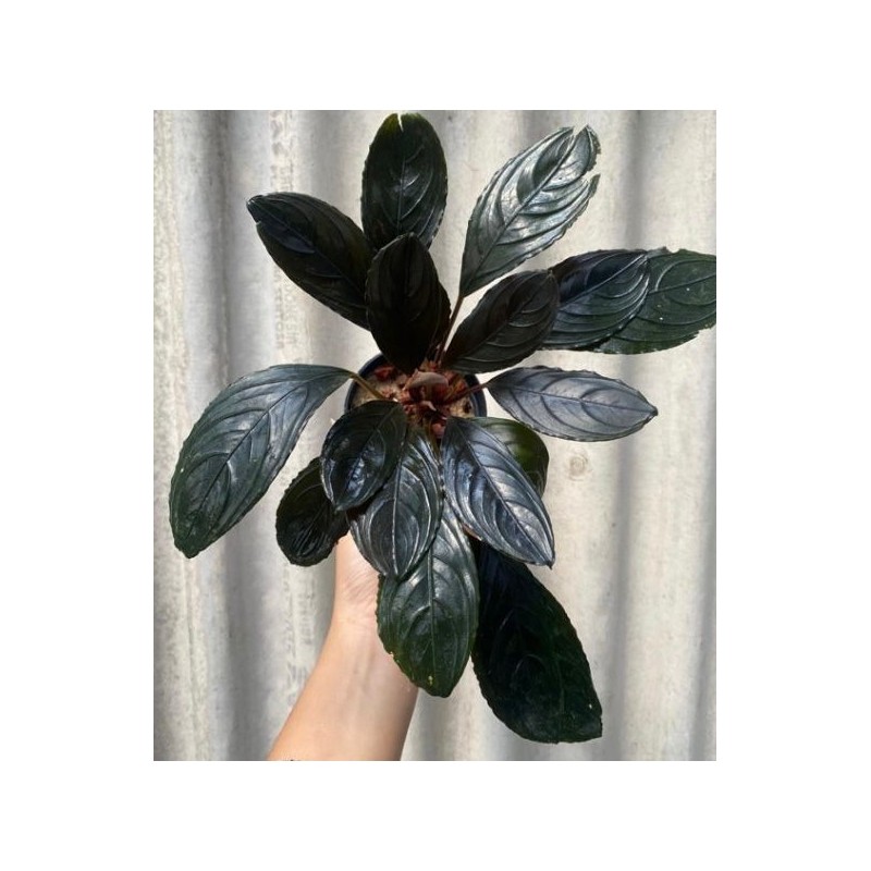 Bucephalandra dark skeleton king Bucephalandra dark skeleton king