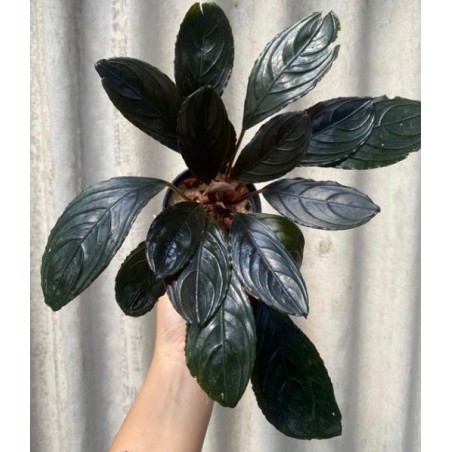 Bucephalandra dark skeleton king