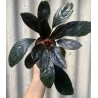 Bucephalandra dark skeleton king