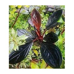 Bucephalandra dark skeleton king