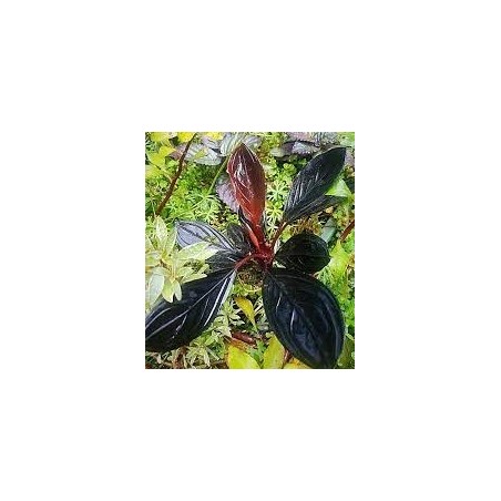 Bucephalandra dark skeleton king