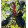 Bucephalandra dark skeleton king