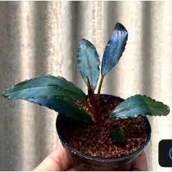Bucephalandra super blue