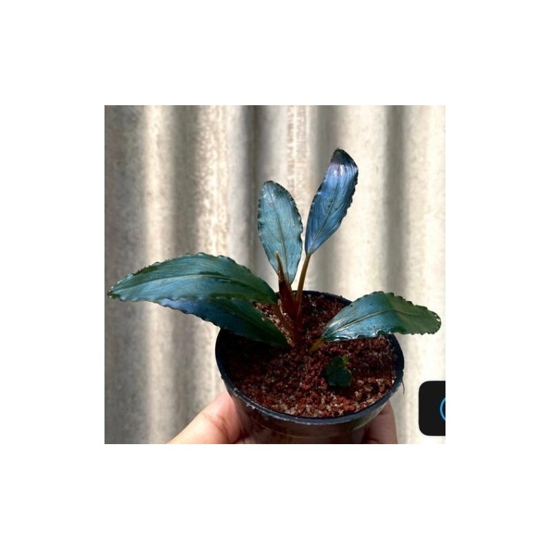 Bucephalandra super blue Bucephalandra super blue