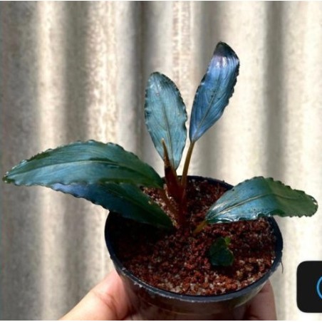 Bucephalandra super blue