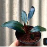 Bucephalandra super blue