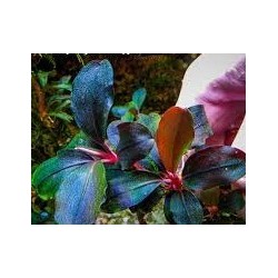 Bucephalandra super blue