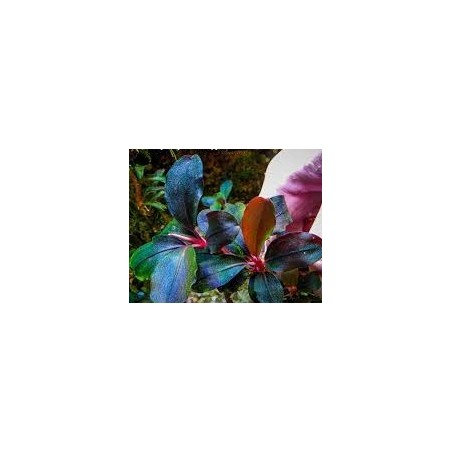 Bucephalandra super blue