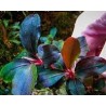 Bucephalandra super blue