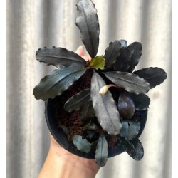 Bucephalandra nerayan series