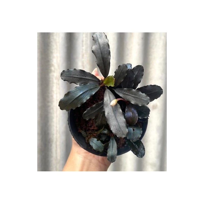 Bucephalandra nerayan series Bucephalandra nerayan series