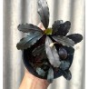 Bucephalandra nerayan series