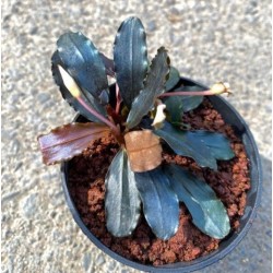 Bucephalandra blu diamond