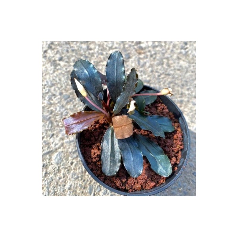 Bucephalandra blu diamond