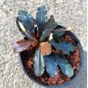 Bucephalandra blu diamond