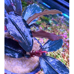 Bucephalandra blu diamond