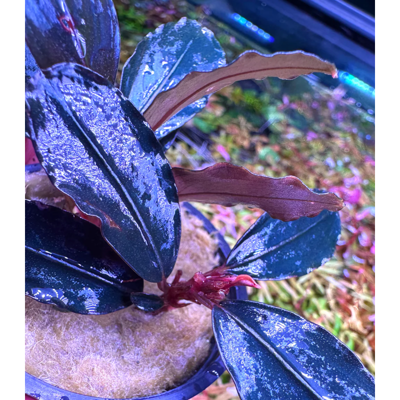 Bucephalandra blu diamond