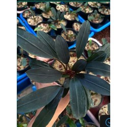 Bucephalandra pink