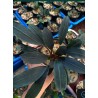 Bucephalandra pink
