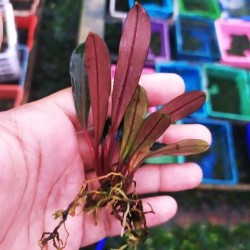 Bucephalandra pink