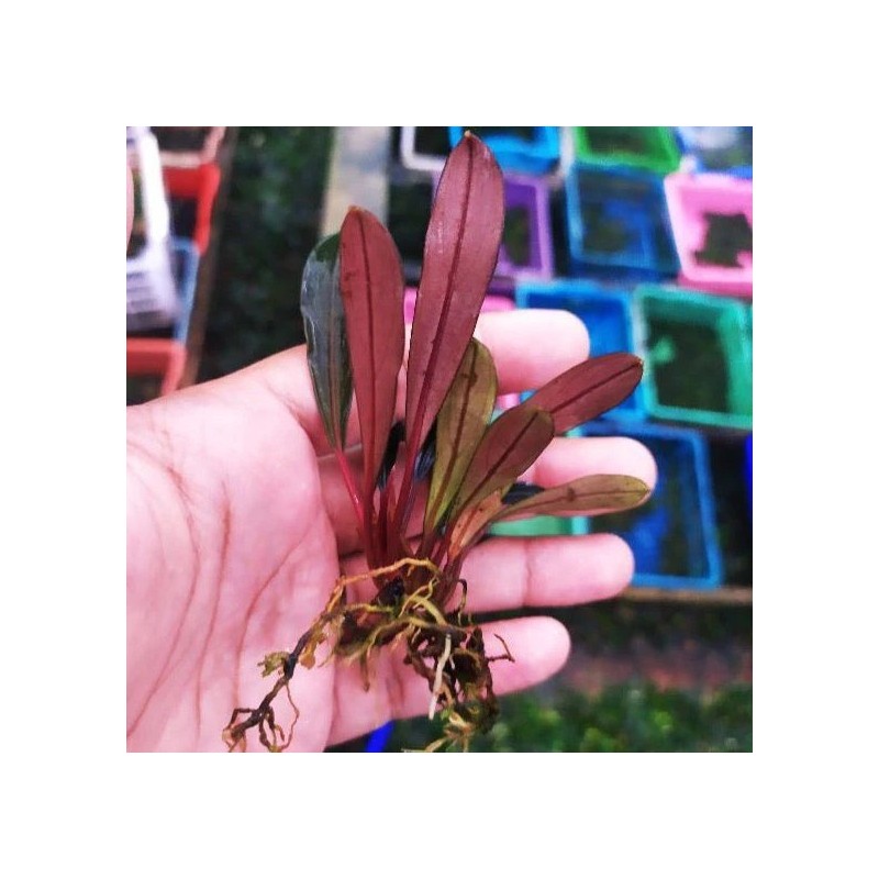 Bucephalandra pink