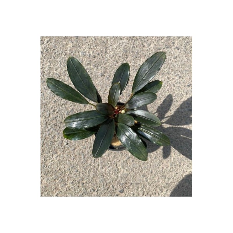 Bucephalandra red under Bucephalandra red under