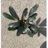 Bucephalandra red under