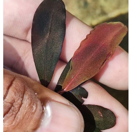 Bucephalandra red under