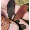 Bucephalandra red under