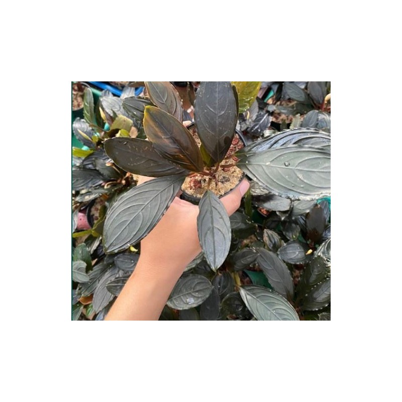Bucephalandra green skeleton king Bucephalandra green skeleton king