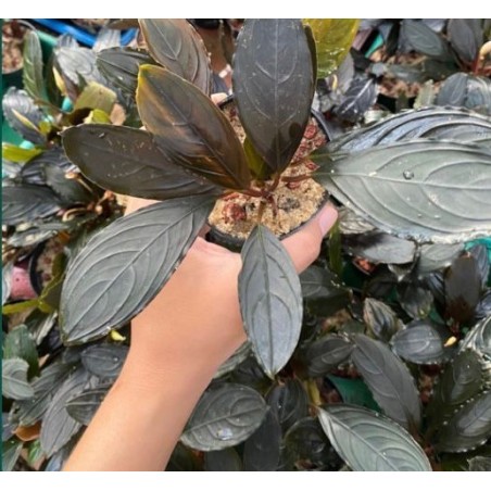 Bucephalandra green skeleton king