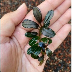 Bucephalandra blu shine
