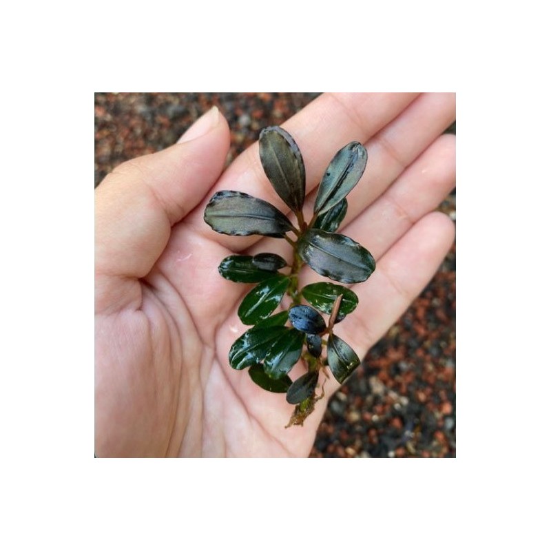 Bucephalandra blu shine Bucephalandra blu shine