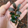 Bucephalandra blu shine