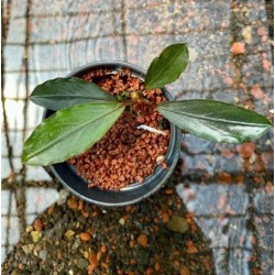 Bucephalandra silver gray