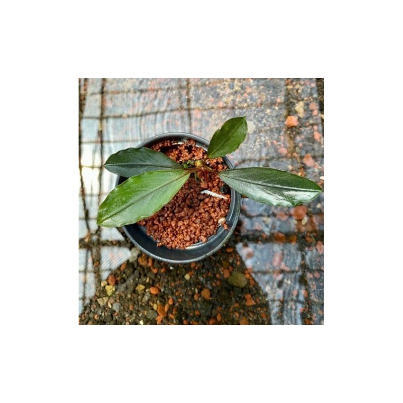 Bucephalandra silver gray Bucephalandra silver gray