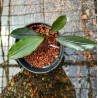 Bucephalandra silver gray
