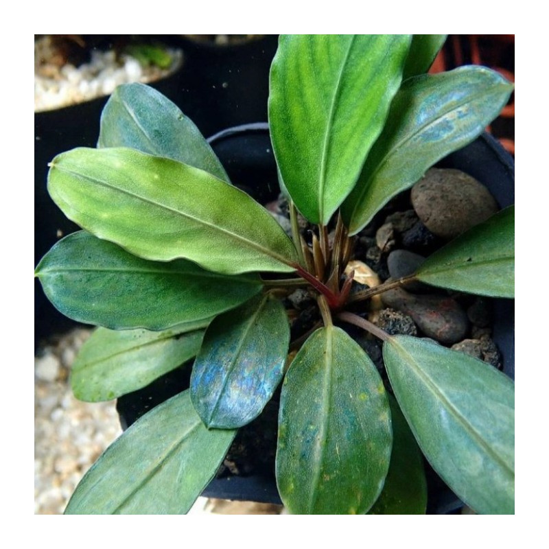 Bucephalandra silver gray