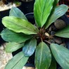 Bucephalandra silver gray