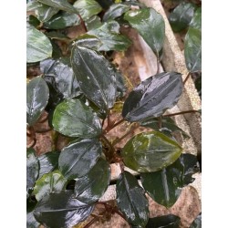 Bucephalandra round silver