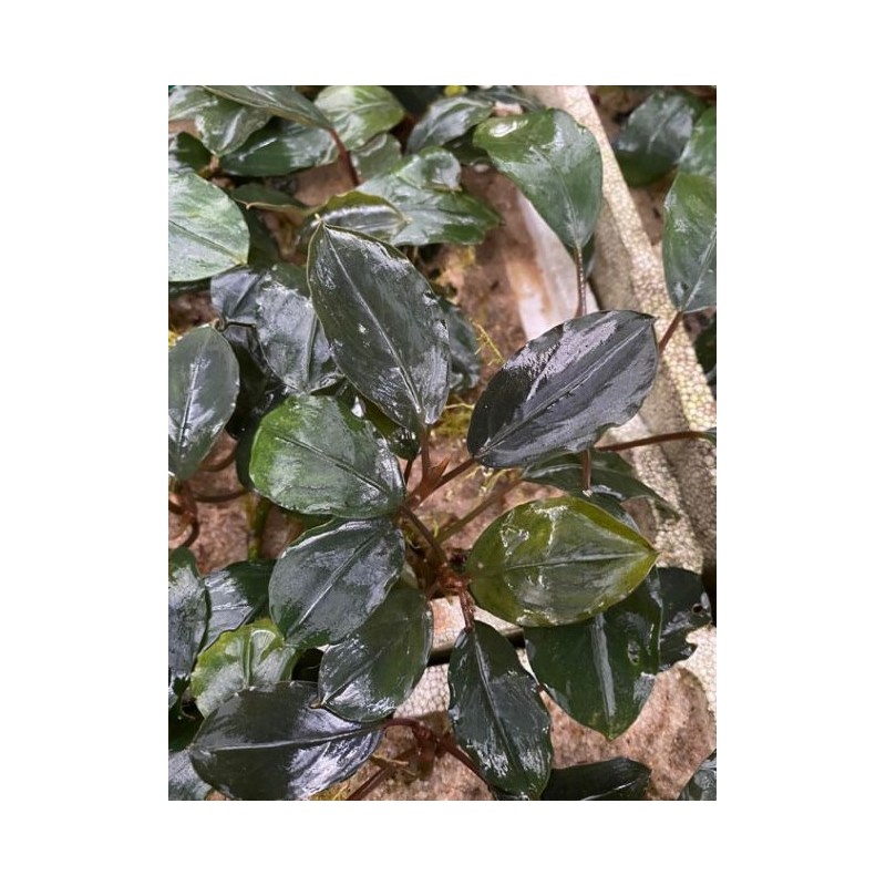 Bucephalandra round silver Bucephalandra round silver